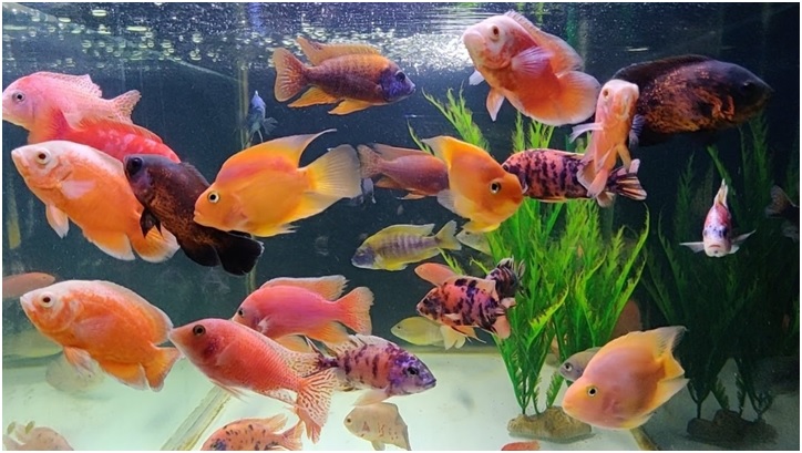 vastu-for-fish-aquarium-in-home